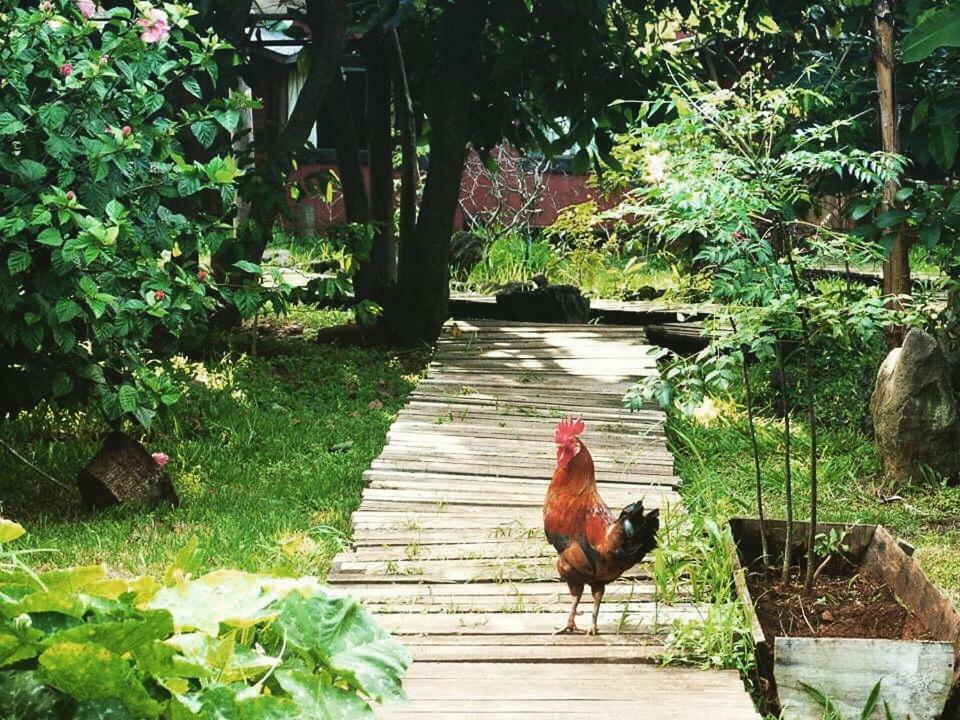 Cabanas Moenga Hanga Roa Ngoại thất bức ảnh
